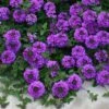 Valley Lavender® Plains Verbena -Plant Finder Shop verbena bipinnitifida valley lavender close up 2 2