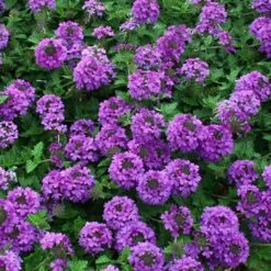 Valley Lavender® Plains Verbena 7 Valley Lavender® Plains Verbena -Plant Finder Shop verbena bipinnitifida valley lavender close up 1