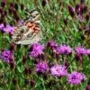 Summer's Swan Song Ironweed (Vernonia) -Plant Finder Shop vernonia summer swan song american painted lady jim ault