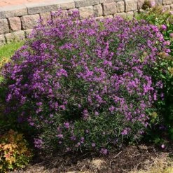 Summer's Swan Song Ironweed (Vernonia) -Plant Finder Shop vernonia summer swan song garden jim ault