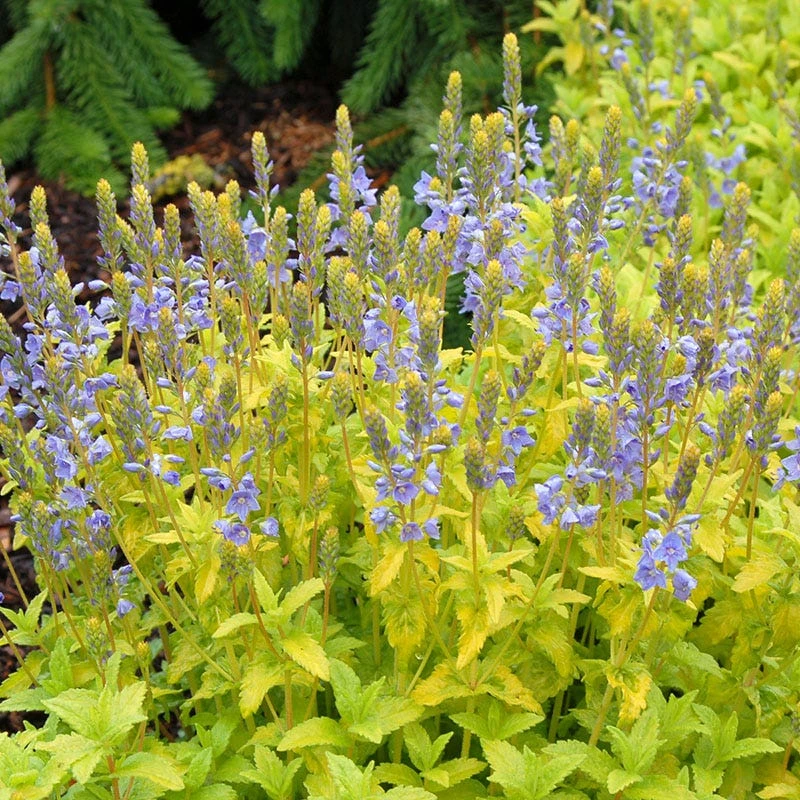 Rock Garden Collection 4 Rock Garden Collection - Image 2