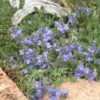 Blue Reflection® Veronica 2 Blue Reflection® Veronica -Plant Finder Shop veronica liwanensis 2