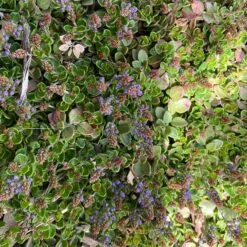 Thyme-Leaf Veronica -Plant Finder Shop veronica oltensis pr