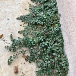 Thyme-Leaf Veronica -Plant Finder Shop veronica oltensis wwg crop