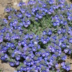 Blue Woolly Veronica -Plant Finder Shop veronica pectinata 2