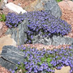 Blue Woolly Veronica -Plant Finder Shop veronica pectinata sq 1