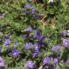 Blue Woolly Veronica -Plant Finder Shop veronica pectinata woolly speedwell celeste meyeres 3