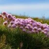 Victor Reiter Armeria -Plant Finder Shop victor reiter sea thrift armeria martima flowering