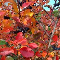 Habitat Shrub Collection For The West -Plant Finder Shop viking black chokeberry sq