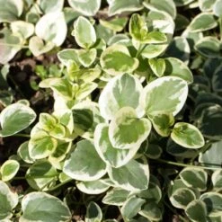 Big Leaf Vinca -Plant Finder Shop vinca major shutterstock 346522652 cropped