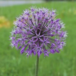 Deer & Rodent Resistant Bulb Collection 8 Deer & Rodent Resistant Bulb Collection -Plant Finder Shop violet beauty alium cropped
