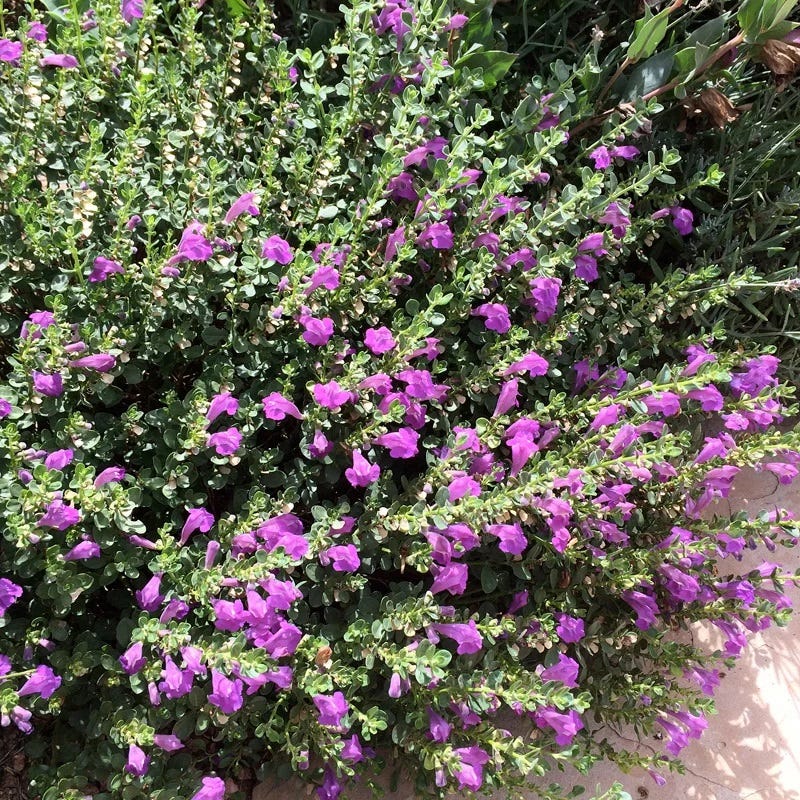 Plant Finder Shop -Plant Finder Shop violet skullcap flower