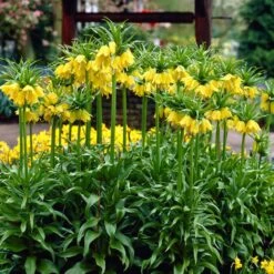 Yellow Crown Imperial -Plant Finder Shop visi02917 fritillaria lutea cropped