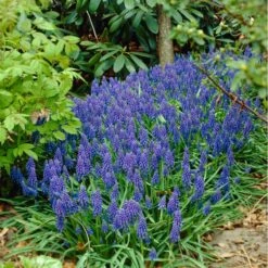 Grape Hyacinth -Plant Finder Shop visi07653 muscari armeniacum cropped