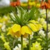 Yellow Crown Imperial 1 Yellow Crown Imperial -Plant Finder Shop visi125414 fritillaria lutea cropped
