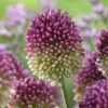 Drumstick Allium -Plant Finder Shop visi135464 drumstick cropped