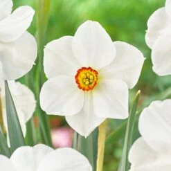 The Poet's Daffodil -Plant Finder Shop visi138803 narcissus actaea cropped