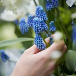 Grape Hyacinth -Plant Finder Shop visi159522 muscari cropped