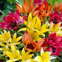 Wildflower Tulip Mix -Plant Finder Shop visi16697 wildflower tulip mix cropped