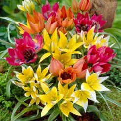 Wildflower Tulip Mix