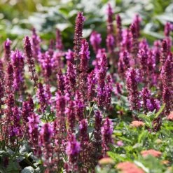 Rose Marvel Salvia -Plant Finder Shop visi183262 salvia rose marvel sq