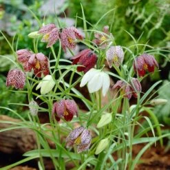Snake's Head Fritillary -Plant Finder Shop visi26883 fritillaria meleagris0cropped