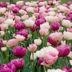 Double Late Tulip Mix -Plant Finder Shop visi34695 double late tulip mix cropped