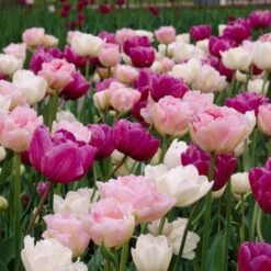 Double Late Tulip Mix -Plant Finder Shop visi34696 double late tulip mix cropped