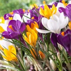 Dutch Crocus Mix -Plant Finder Shop visi50589 dutch crocus mix cropped