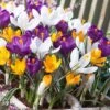 Dutch Crocus Mix -Plant Finder Shop visi50590 dutch crocus mix cropped
