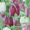 Snake's Head Fritillary 2 Snake's Head Fritillary -Plant Finder Shop visi59755 fritillaria meleagris cropped