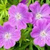 Vision® Violet Geranium -Plant Finder Shop vision violet geranium close up