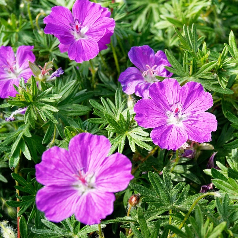 Vision® Violet Geranium 4 Vision® Violet Geranium - Image 2