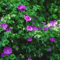 Vision® Violet Geranium 8 Vision® Violet Geranium -Plant Finder Shop vision violet geranium sq 1