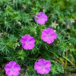 Vision® Violet Geranium 9 Vision® Violet Geranium -Plant Finder Shop vision violet geranium sq 1 1