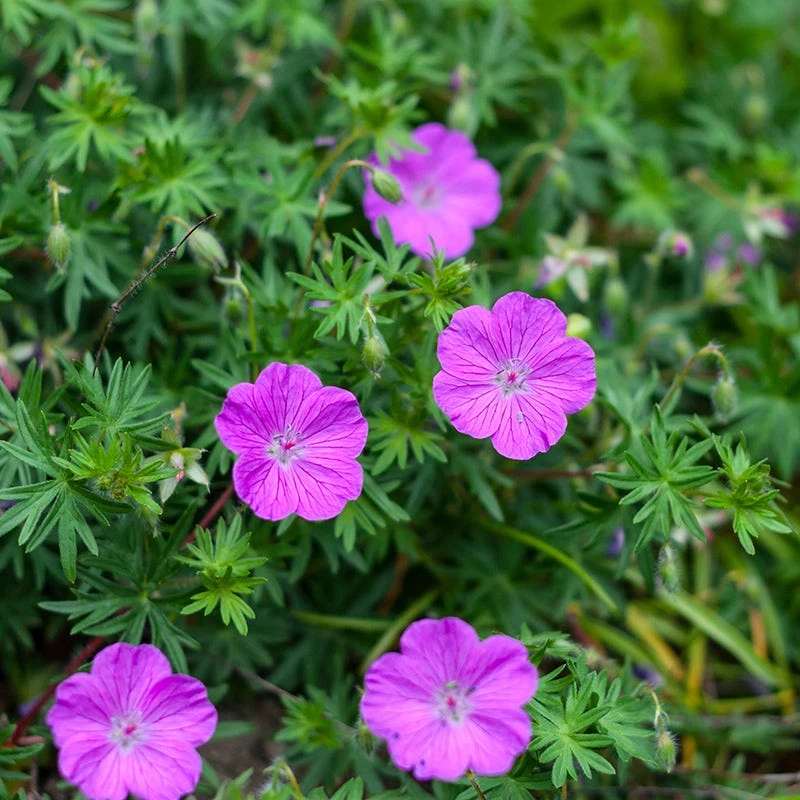 Vision® Violet Geranium 6 Vision® Violet Geranium - Image 4