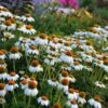 PowWow® White Echinacea -Plant Finder Shop walers gardens echinacea powwow white