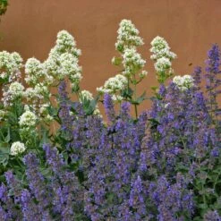 Walker's Low Nepeta 10 Walker's Low Nepeta -Plant Finder Shop walkers low nepta pollinator 1