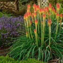 Plant Finder Shop -Plant Finder Shop walters gardens kniphofia fire dance lavender munstead garden flowers