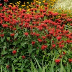 Jacob Cline Bee Balm -Plant Finder Shop walters gardens monarda jacob cline cropped 1 1 1