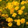 Sunray Coreopsis -Plant Finder Shop walters gardens sunray coreopsis