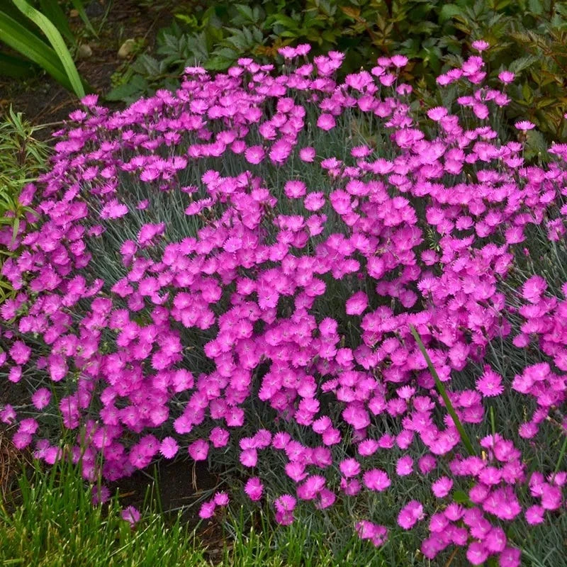 Firewitch Dianthus 4 Firewitch Dianthus - Image 2