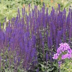 Caradonna Salvia -Plant Finder Shop walters gardens salvia caradonna cropped 1