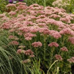 Autumn Fire Sedum -Plant Finder Shop walters gardens sedum autumn fi