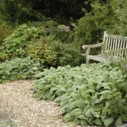 Fabulous Flowers & Foliage Shade Pre-Planned Garden 13 Fabulous Flowers & Foliage Shade Pre-Planned Garden -Plant Finder Shop walters gardens stachys helen von stein 3 cropped 1
