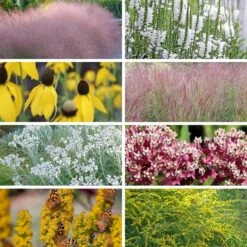 Watershed Wise Pre-Planned Garden -Plant Finder Shop watershed wise collage8 26 25