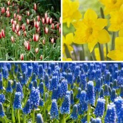 Waterwise Walkway Bulb Collection -Plant Finder Shop waterwise walkway bulb coll 12 11 24