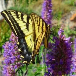 Blue Blazes Agastache -Plant Finder Shop western swallowtail sipping agastache blue blazes 3