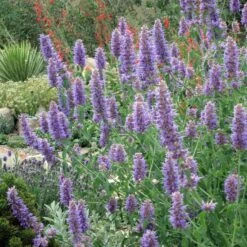 Blue Blazes Agastache -Plant Finder Shop western swallowtail sipping agastache blue blazes 4