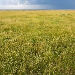 Western Trails Native Grass Seed Mix -Plant Finder Shop western trails blue grama grass